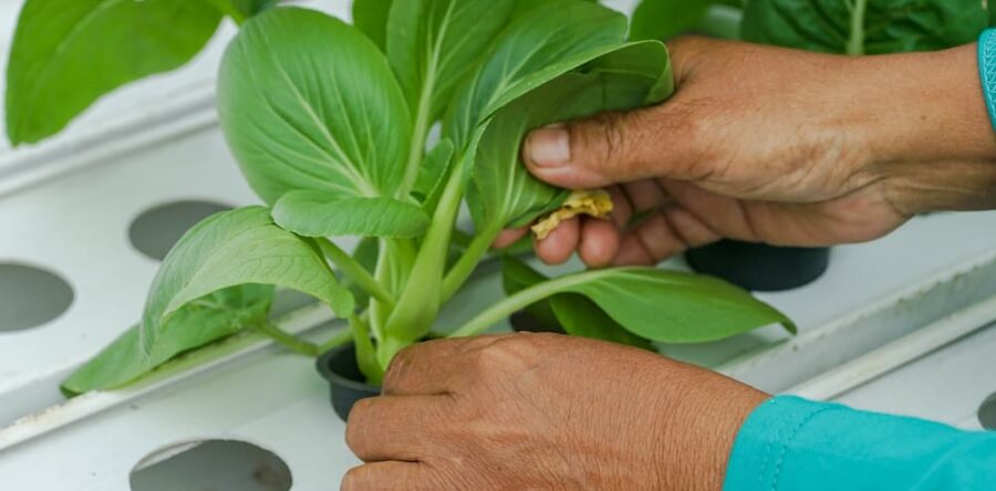 Intek Article in Vertical Farm Daily: Sustainable Solutions for the Future of Farming